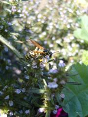 Agricoltura Biologica L'Ostal 